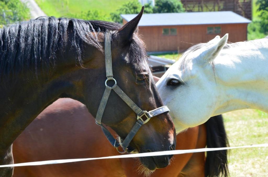 Hotel Horse Riding - Jezdecký Areál Tršice Exteriér fotografie