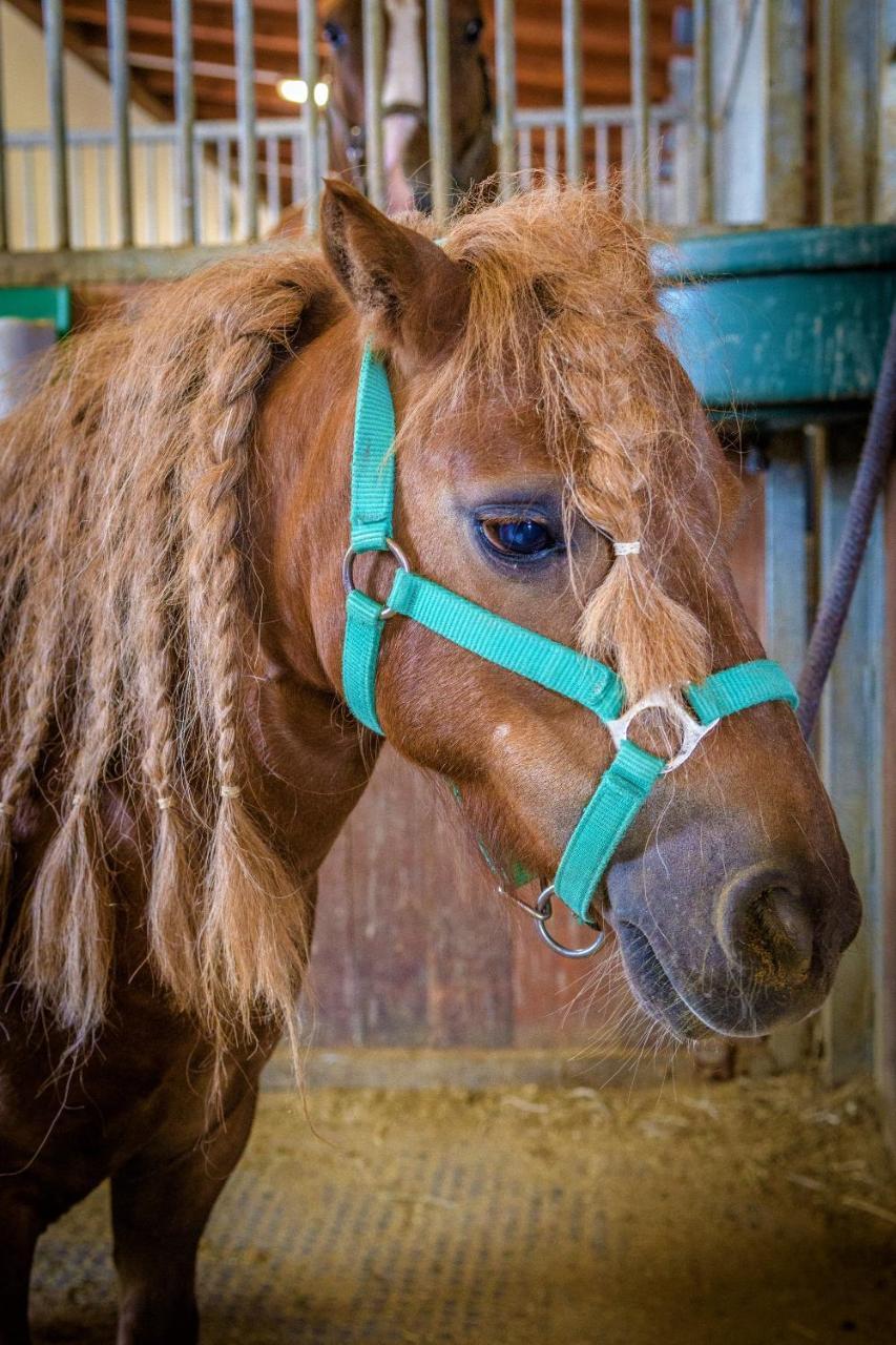 Hotel Horse Riding - Jezdecký Areál Tršice Exteriér fotografie